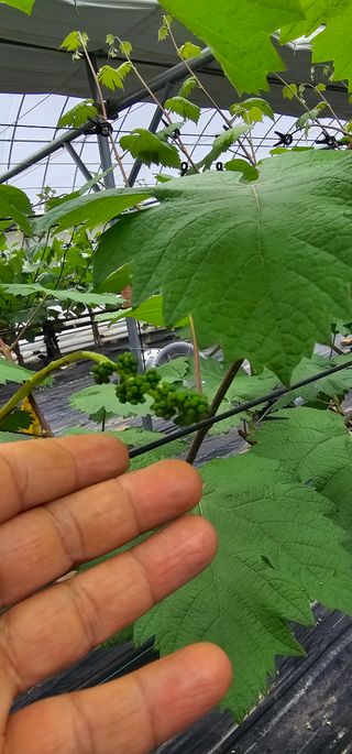 뿌리묘목농원님의 자유주제 · 자유게시판 작성글 사진