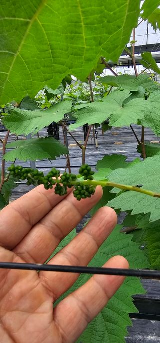 뿌리묘목농원님의 자유주제 · 자유게시판 작성글 사진