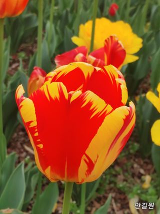 안길원님의 자유주제 · 자유게시판 작성글 사진