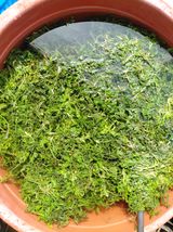 별빛농장지기님의 자유주제·자유게시판 작성글 사진