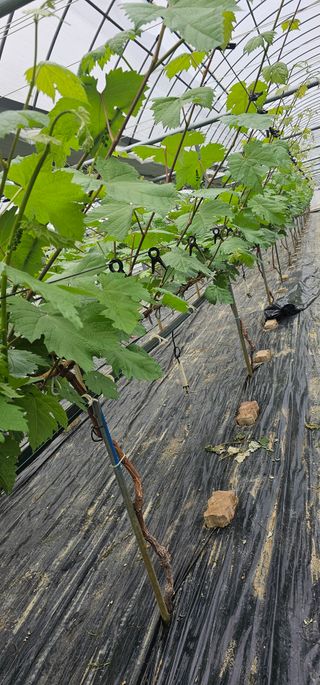 뿌리묘목농원님의 자유주제 · 자유게시판 작성글 사진