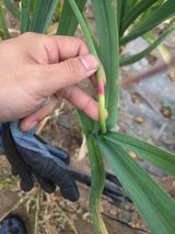 팜모닝 자유주제·자유게시판 게시글 이미지