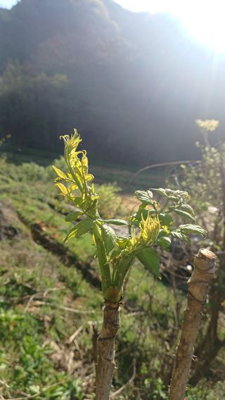 산골촌부님의 자유주제 · 자유게시판 작성글 사진