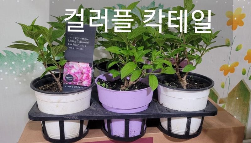 사랑꽃농장님의 장터 판매 상품 [분홍 설구화 묘목 4개.(꼭 심어야할 꽃)] 첨부 사진