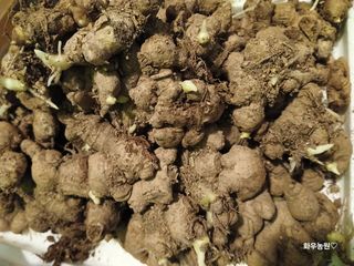 화우농원님의 자유주제 · 자유게시판 작성글 사진