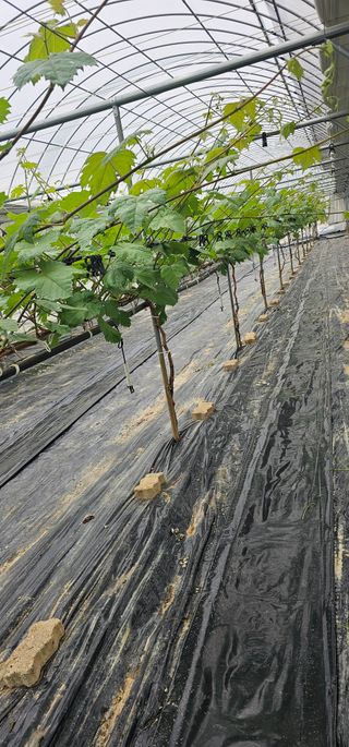 뿌리묘목농원님의 자유주제 · 자유게시판 작성글 사진