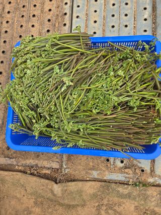 매미농장님의 자유주제 · 자유게시판 작성글 사진