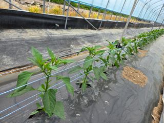 노고단님의 자유주제 · 자유게시판 작성글 사진