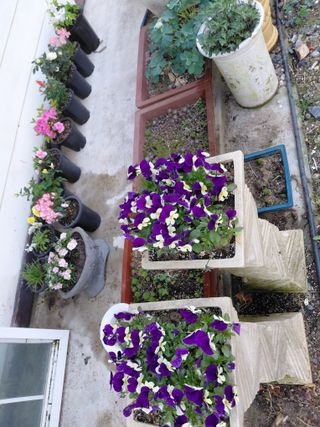 별빛농장지기님의 자유주제 · 자유게시판 작성글 사진