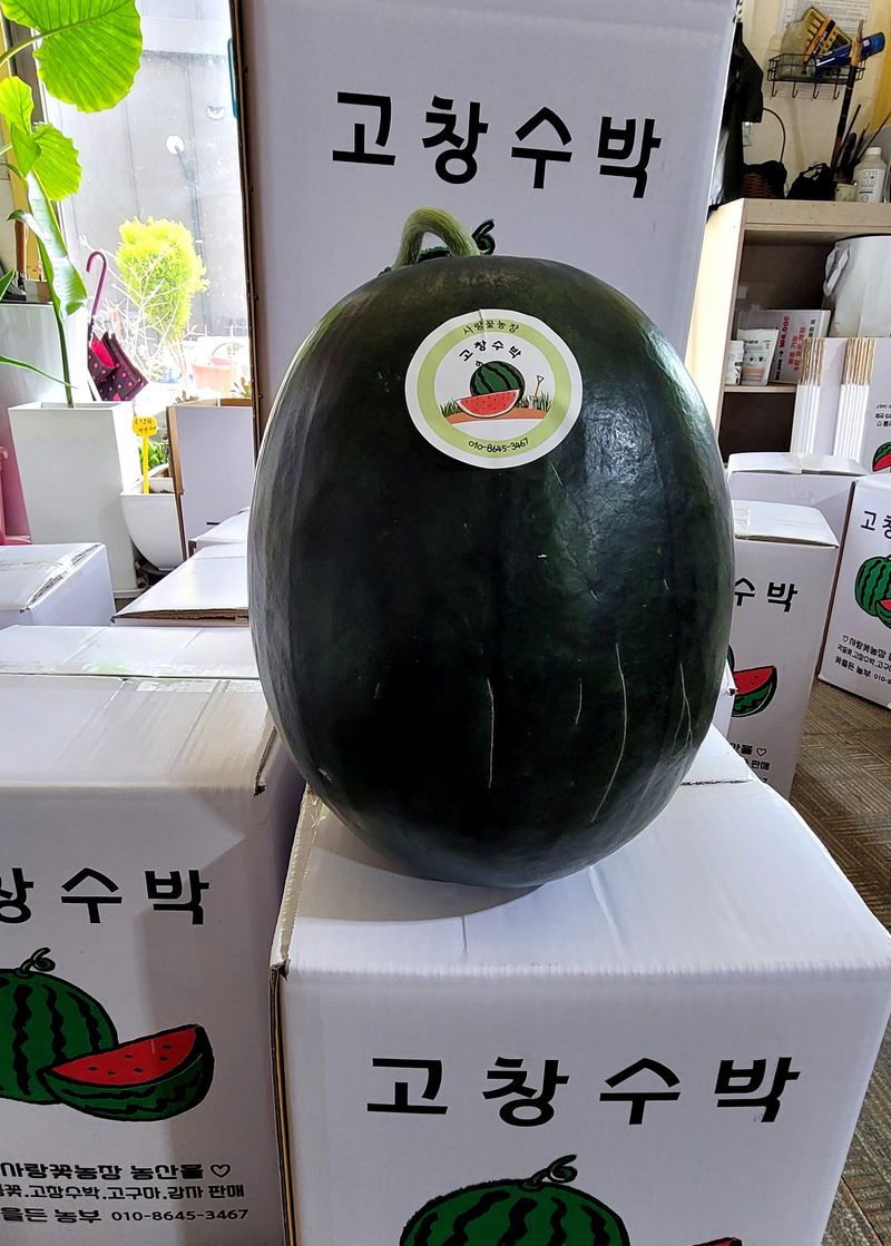 사랑꽃농장님의 장터 판매 상품 [고창 흑수박(블랙 골드)6.7.8kg급(오리지닐)] 첨부 사진