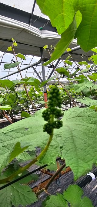 뿌리묘목농원님의 자유주제 · 자유게시판 작성글 사진