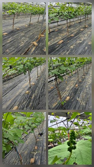 뿌리묘목농원님의 자유주제·자유게시판 작성글 사진