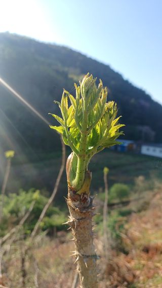 산골촌부님의 자유주제 · 자유게시판 작성글 사진