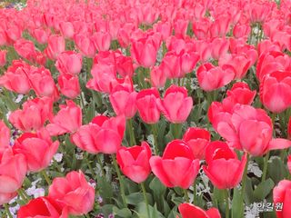 안길원님의 자유주제 · 자유게시판 작성글 사진