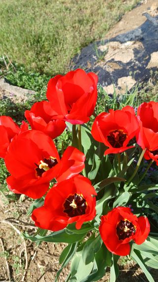 산골촌부님의 자유주제 · 자유게시판 작성글 사진