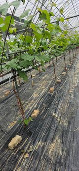 뿌리묘목농원님의 자유주제·자유게시판 작성글 사진