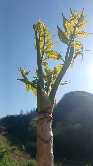 산골촌부님의 자유주제 · 자유게시판 작성글 사진