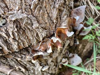 화우농원님의 자유주제 · 자유게시판 작성글 사진