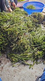 늘푸른농장님의 자유주제·자유게시판 작성글 사진