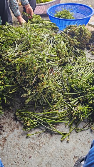 늘푸른농장님의 자유주제 · 자유게시판 작성글 사진