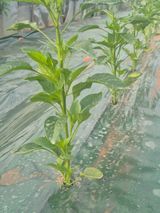 김혜순님의 자유주제·자유게시판 작성글 사진