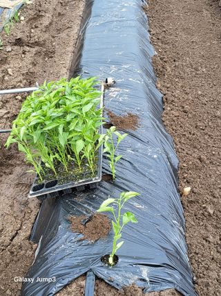 이천산수유3대농부님의 자유주제 · 자유게시판 작성글 사진