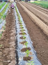 이천산수유3대농부님의 자유주제·자유게시판 작성글 사진