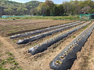 들꽃농장님의 자유주제 · 자유게시판 작성글 사진