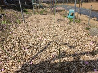 권병☆님의 자유주제 · 자유게시판 작성글 사진