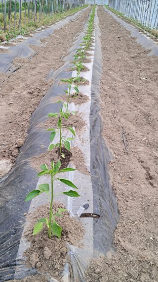 당진님의 자유주제 · 자유게시판 작성글 사진