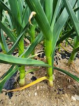 김정기 님의 자유주제·자유게시판 작성글 사진