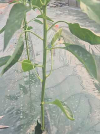 김혜순님의 자유주제 · 자유게시판 작성글 사진