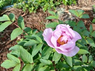 화우농원님의 자유주제 · 자유게시판 작성글 사진