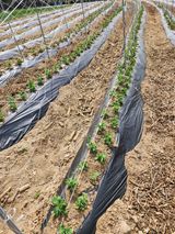 회사원&초보농사꾼님의 자유주제·자유게시판 작성글 사진