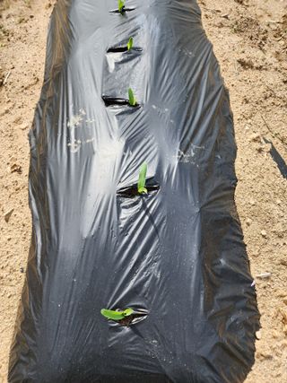 회사원&초보농사꾼님의 자유주제 · 자유게시판 작성글 사진