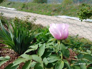 화우농원님의 자유주제 · 자유게시판 작성글 사진