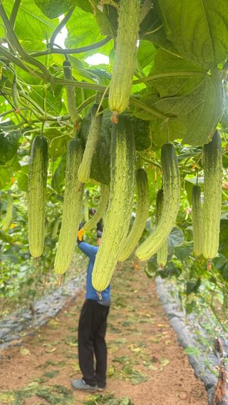 김성영님의 오이 · 자유게시판 작성글 사진