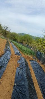 초보퍼머5도2촌준비님의 자유주제·자유게시판 작성글 사진