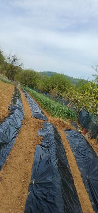 초보퍼머5도2촌준비님의 자유주제 · 자유게시판 작성글 사진