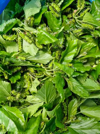 매실향기차향기님의 자유주제 · 자유게시판 작성글 사진