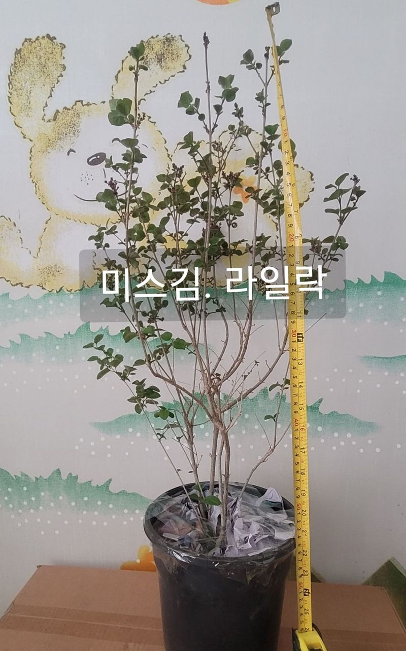사랑꽃농장님의 장터 판매 상품 [컬러플 칵테일 수국1주] 첨부 사진