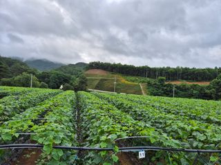 김성영님의 오이·자유게시판 작성글 사진