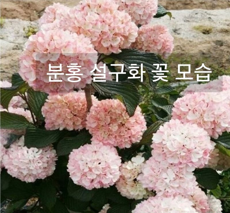 사랑꽃농장님의 장터 판매 상품 [컬러플 칵테일 수국1주] 첨부 사진