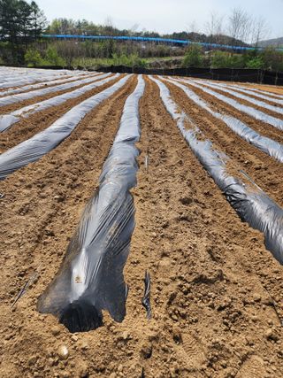 회사원&초보농사꾼님의 자유주제·자유게시판 작성글 사진