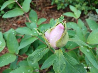 화우농원님의 자유주제 · 자유게시판 작성글 사진