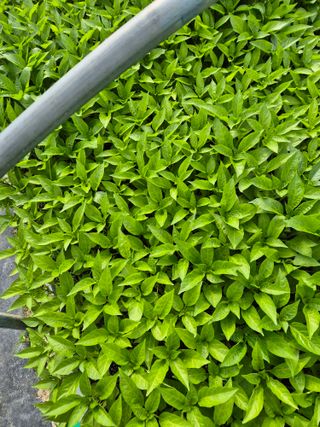 김영진(전남영광)님의 자유주제 · 자유게시판 작성글 사진