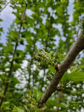 매실향기차향기님의 자유주제 · 자유게시판 작성글 사진