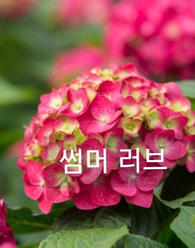 사랑꽃농장님의 장터 판매 상품 [컬러플 칵테일 수국1주] 첨부 사진