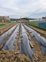 팜모닝 자유주제·자유게시판 게시글 이미지