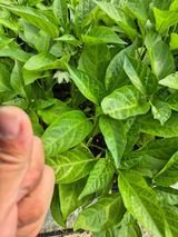 팜모닝 자유주제·자유게시판 게시글 이미지